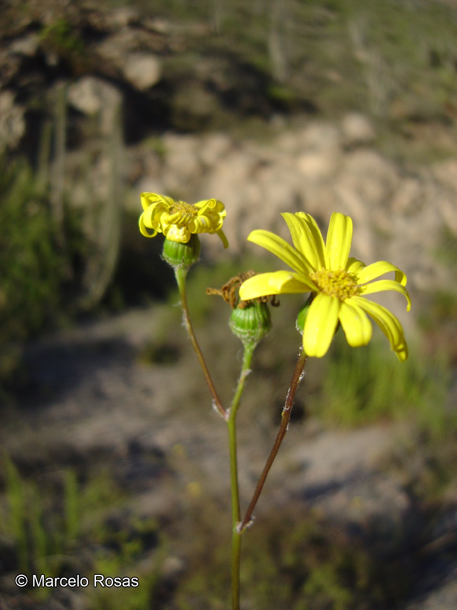 Senecio philippicus [Imagen de galería: 29169]