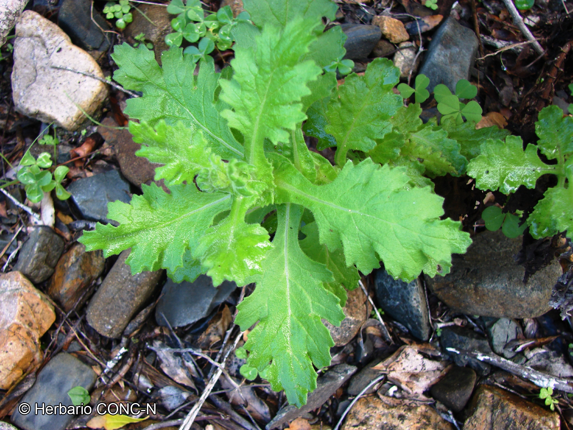 Senecio planiflorus [Imagen de galería: 29170]