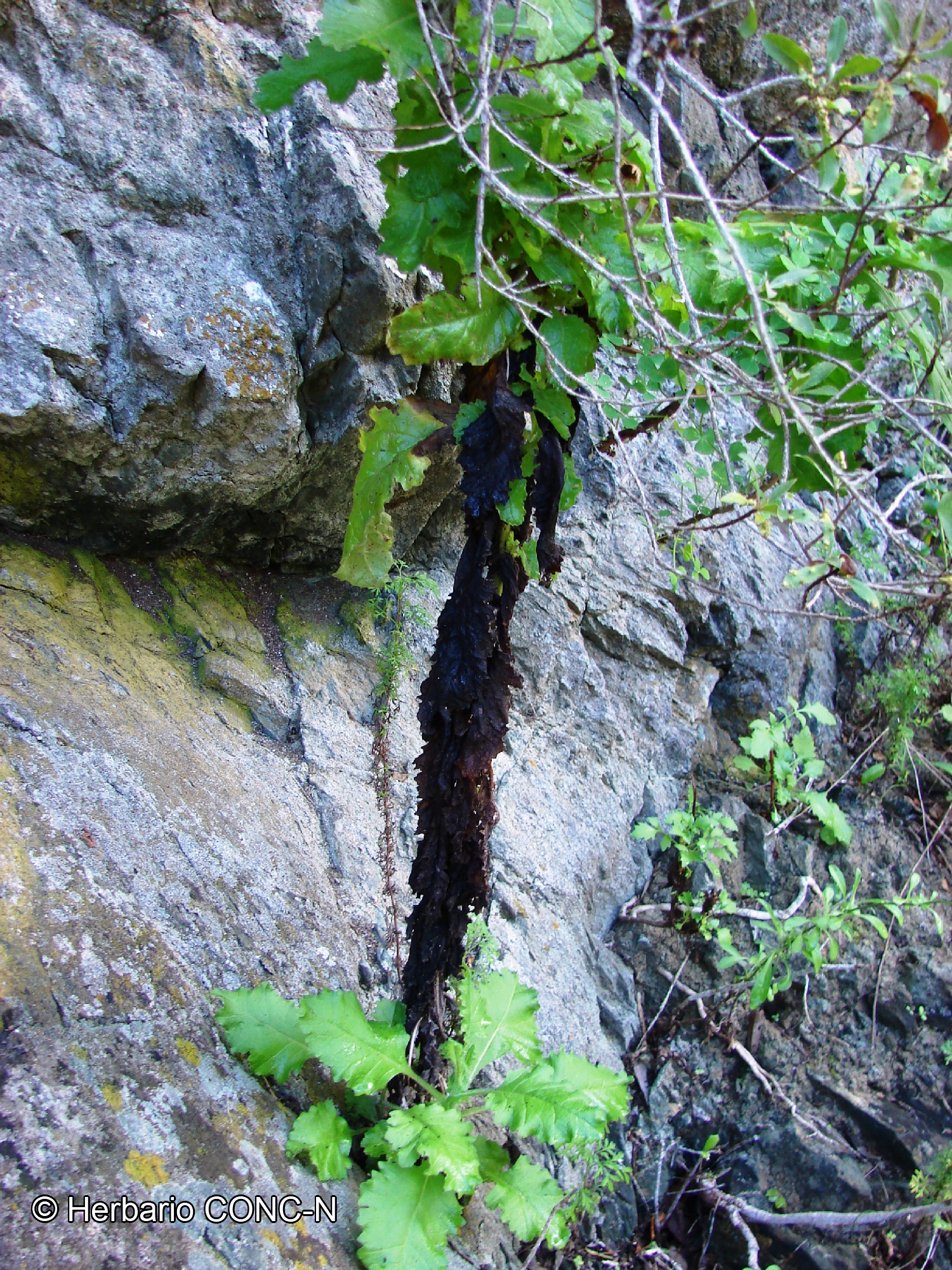 Senecio planiflorus [Imagen de galería: 29171]