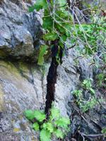 Senecio planiflorus [Imagen de galería: 29171]