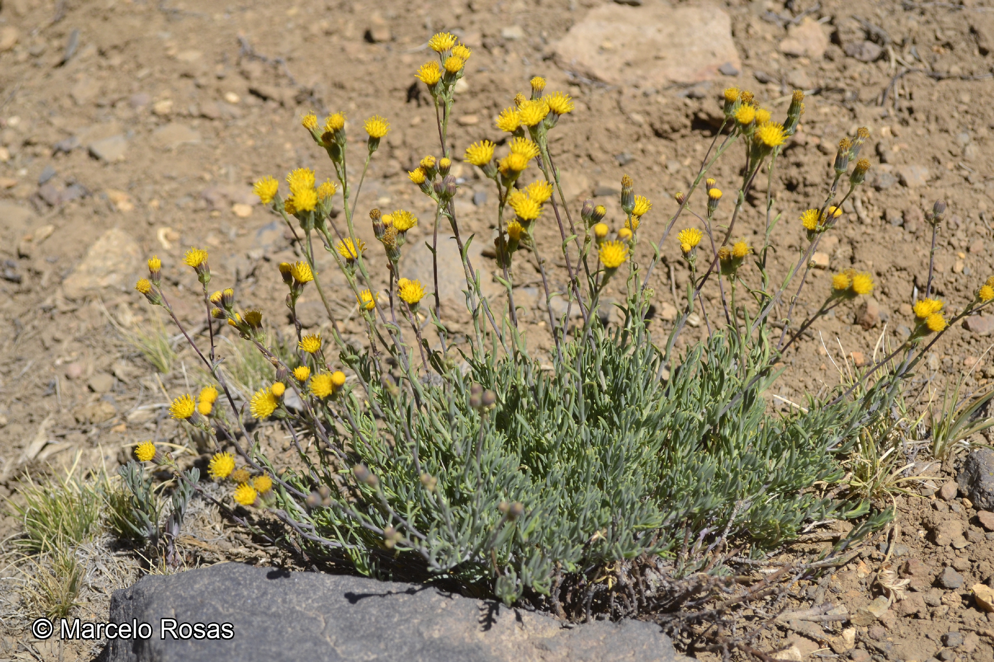 Senecio polygaloides [Imagen de galería: 29172]