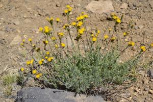 Senecio polygaloides [Imagen de galería: 29172]