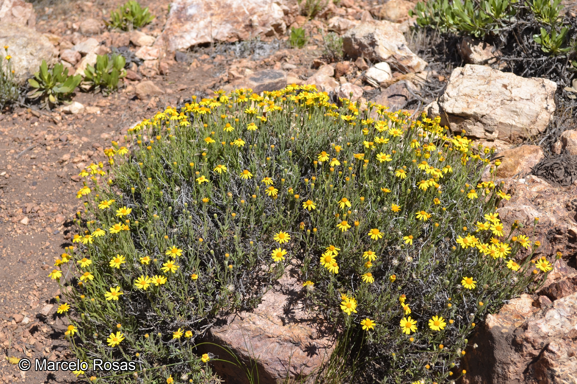 Senecio portulacoides [Imagen de galería: 29173]
