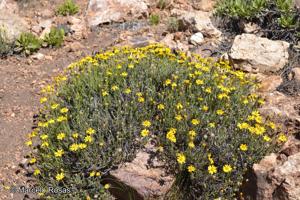 Senecio portulacoides [Imagen de galería: 29173]
