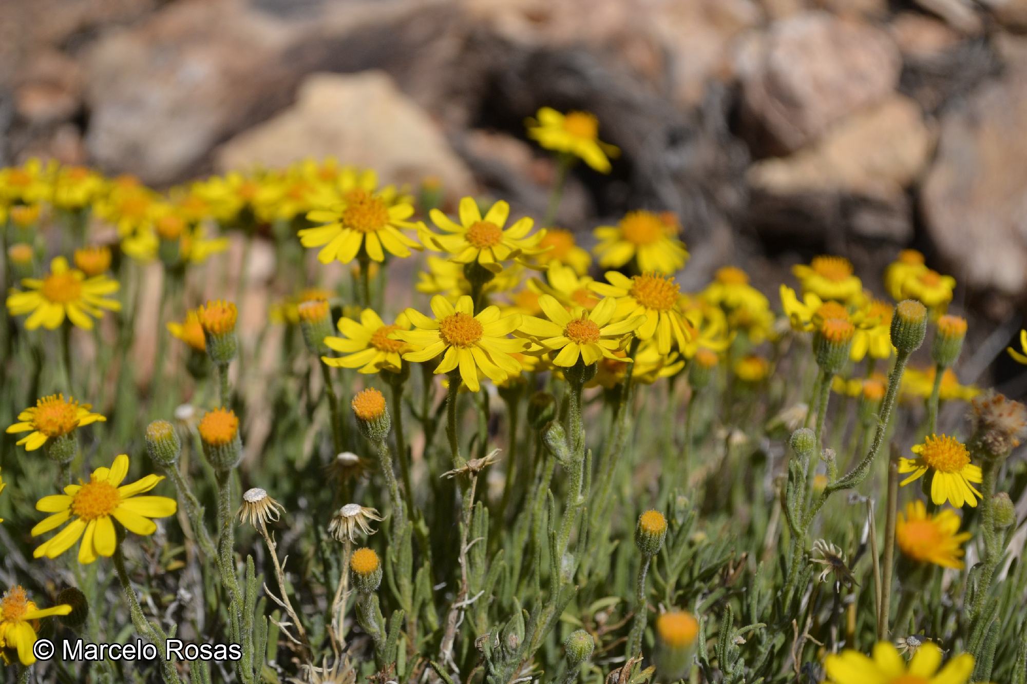 Senecio portulacoides [Imagen de galería: 29174]