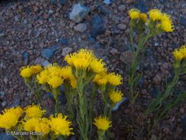 Senecio reicheanus [Imagen de galería: 29175]