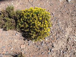 Senecio reicheanus [Imagen de galería: 29176]