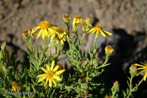 Senecio sinuatilobus [Imagen de galería: 29177]