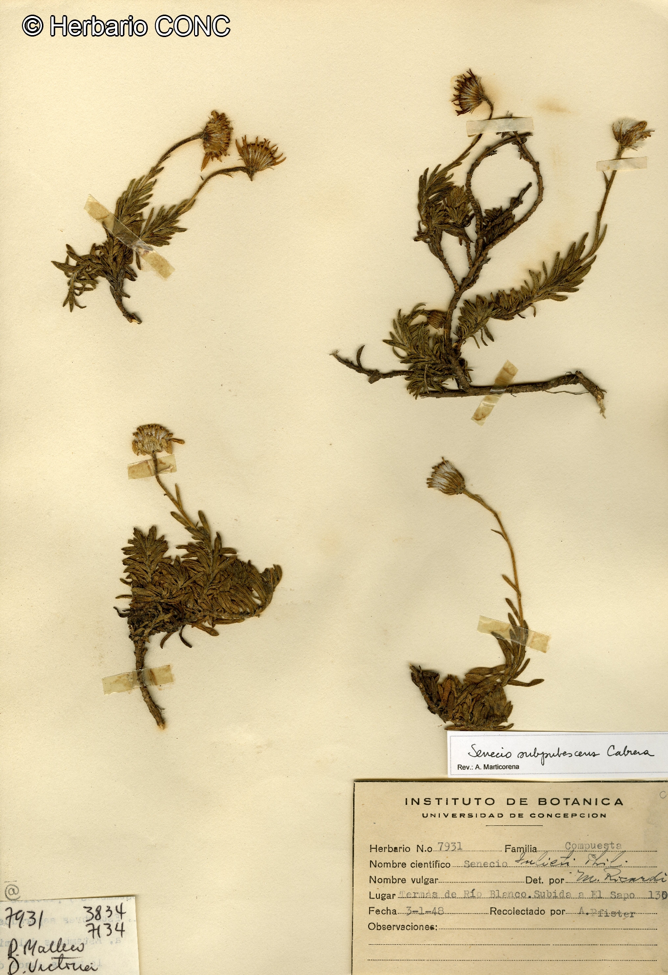 Senecio subpubescens [Imagen de galería: 29178]