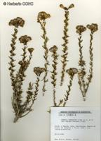 Senecio subulatus var. salsus [Imagen de galería: 29179]
