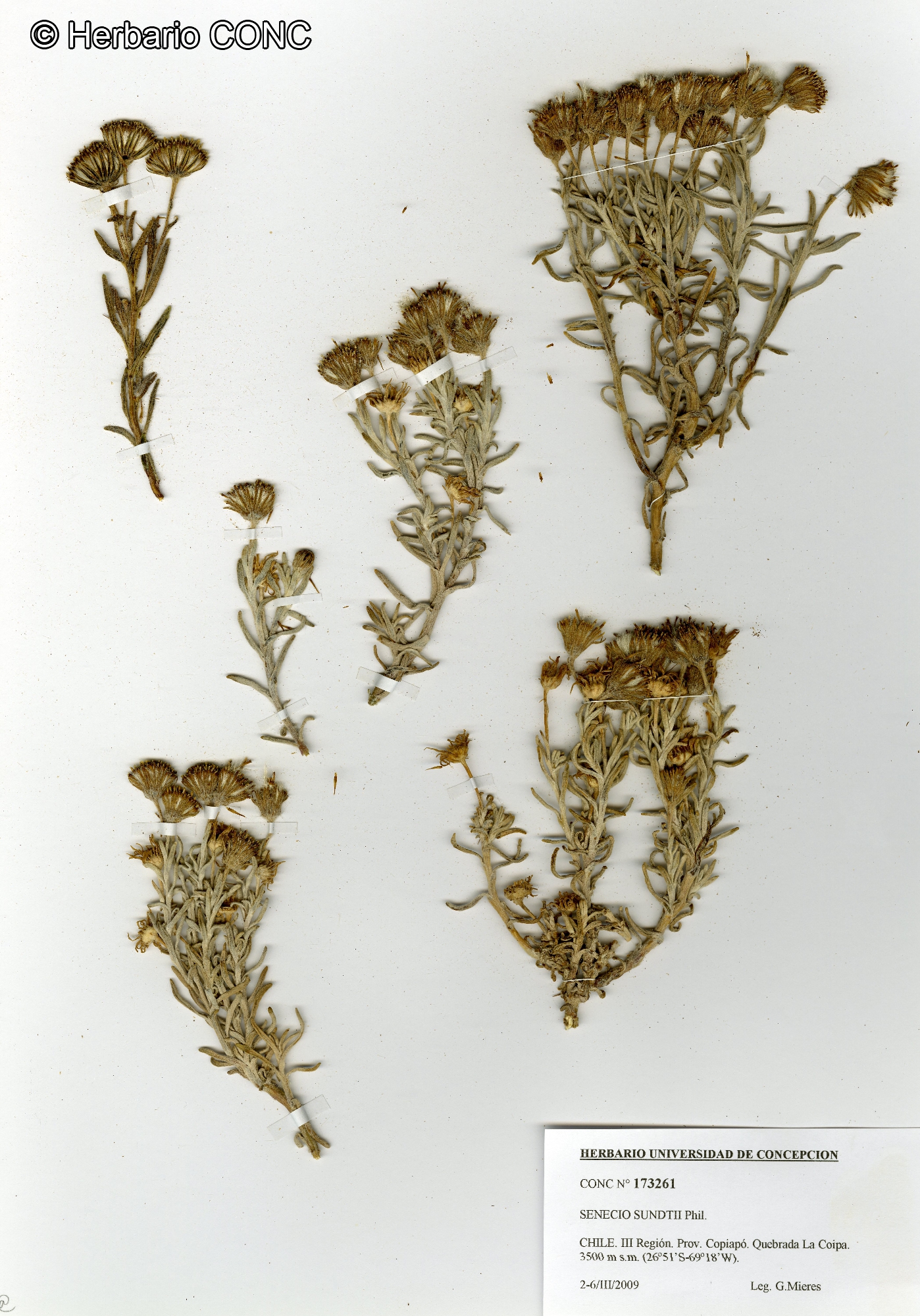 Senecio sundtii [Imagen de galería: 29181]