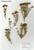 Senecio sundtii [Imagen de galería: 29181]