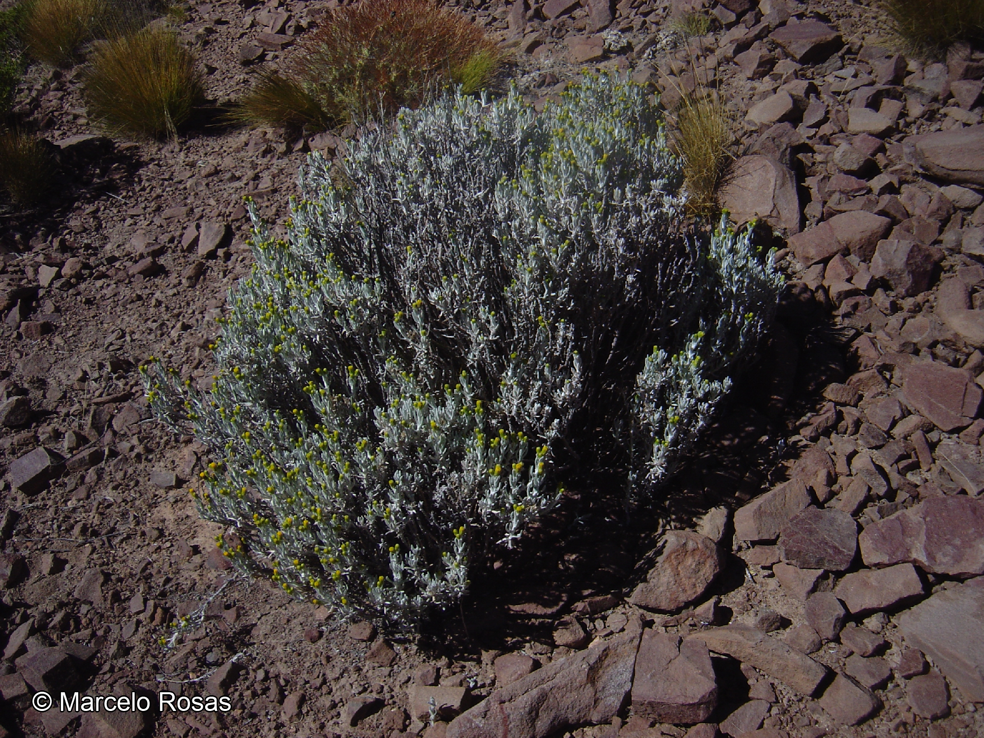 Senecio tacorensis [Imagen de galería: 29182]