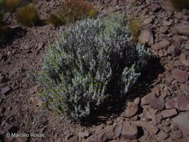 Senecio tacorensis [Imagen de galería: 29182]