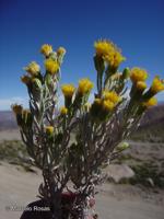 Senecio tacorensis [Imagen de galería: 29183]