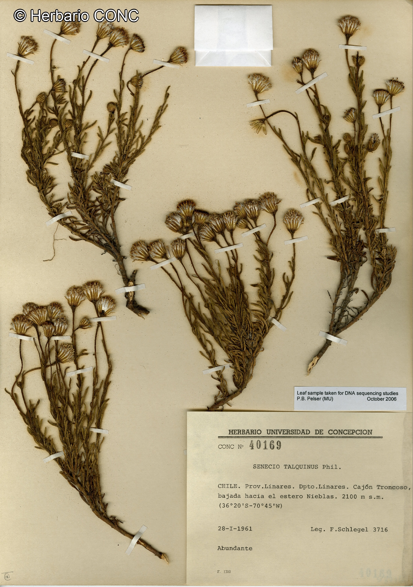 Senecio talquinus [Imagen de galería: 29184]