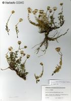 Senecio tehuelches [Imagen de galería: 29185]