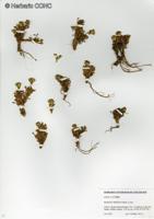 Senecio trifidus [Imagen de galería: 29187]