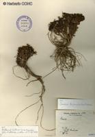 Senecio trifurcifolius [Imagen de galería: 29189]
