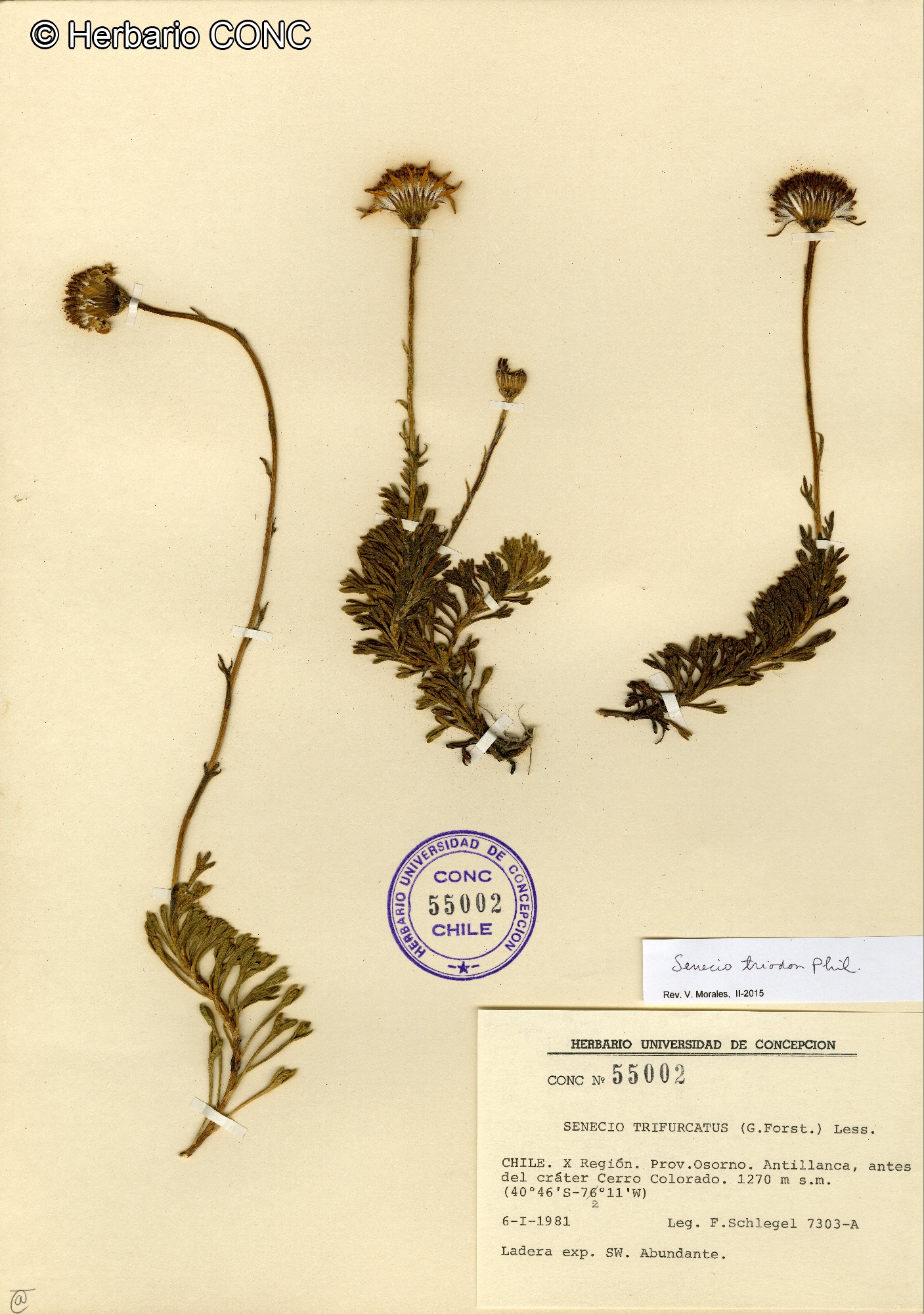 Senecio triodon [Imagen de galería: 29190]