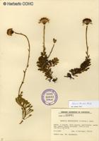 Senecio triodon [Imagen de galería: 29190]