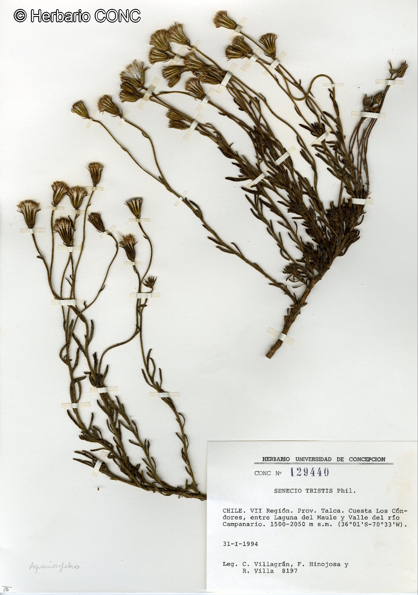 Senecio tristis [Imagen de galería: 29191]