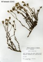 Senecio tristis [Imagen de galería: 29191]