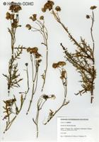 Senecio troncosii [Imagen de galería: 29192]