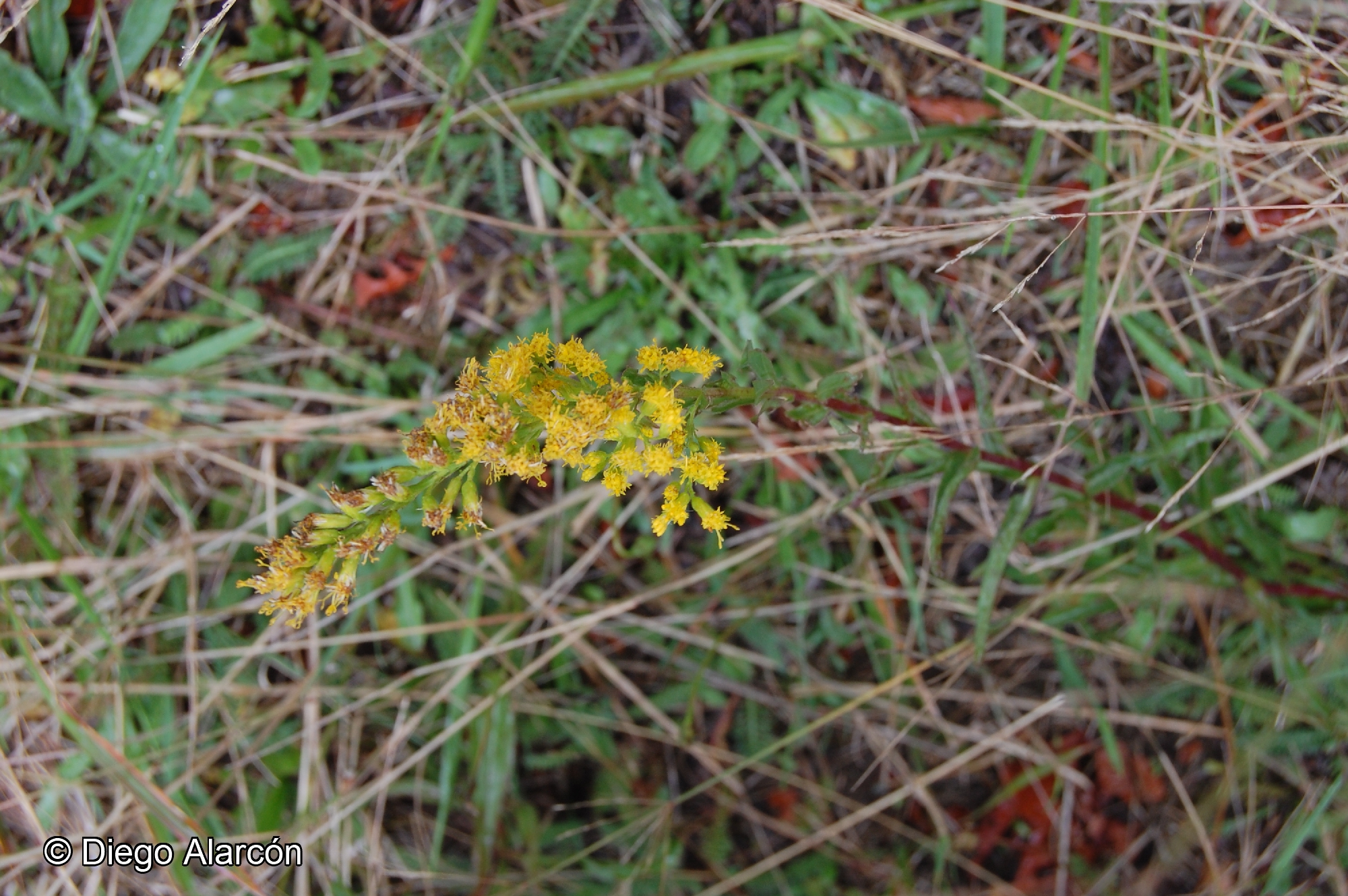 Solidago chilensis [Imagen de galería: 29202]