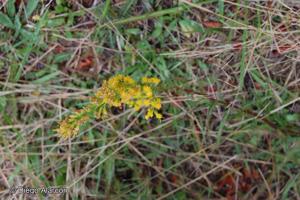 Solidago chilensis [Imagen de galería: 29202]