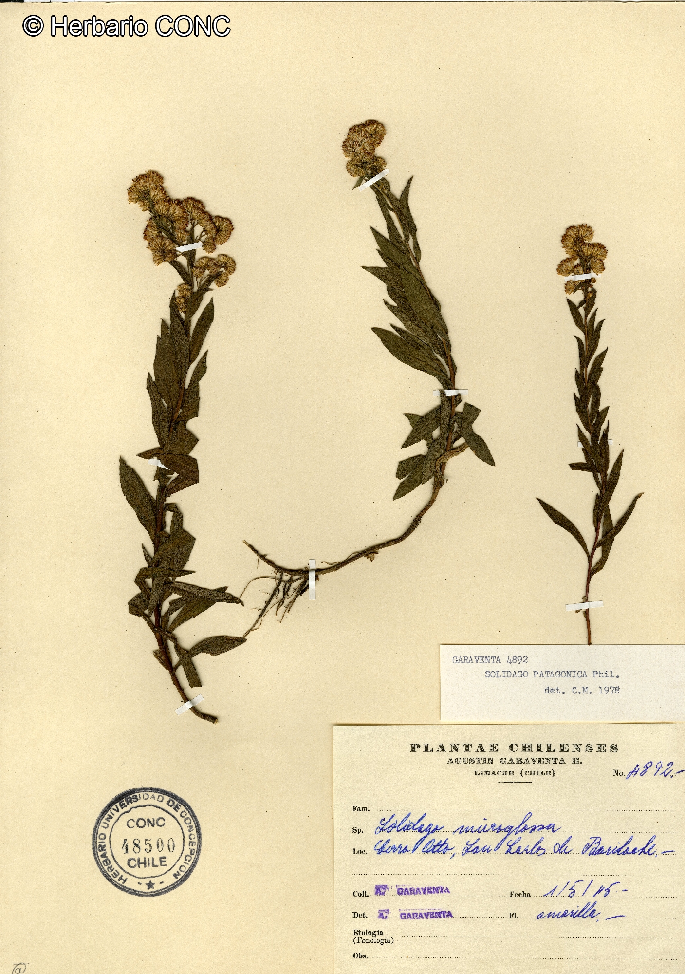 Solidago patagonica [Imagen de galería: 29203]