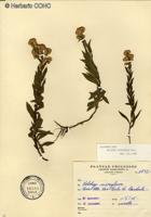 Solidago patagonica [Imagen de galería: 29203]