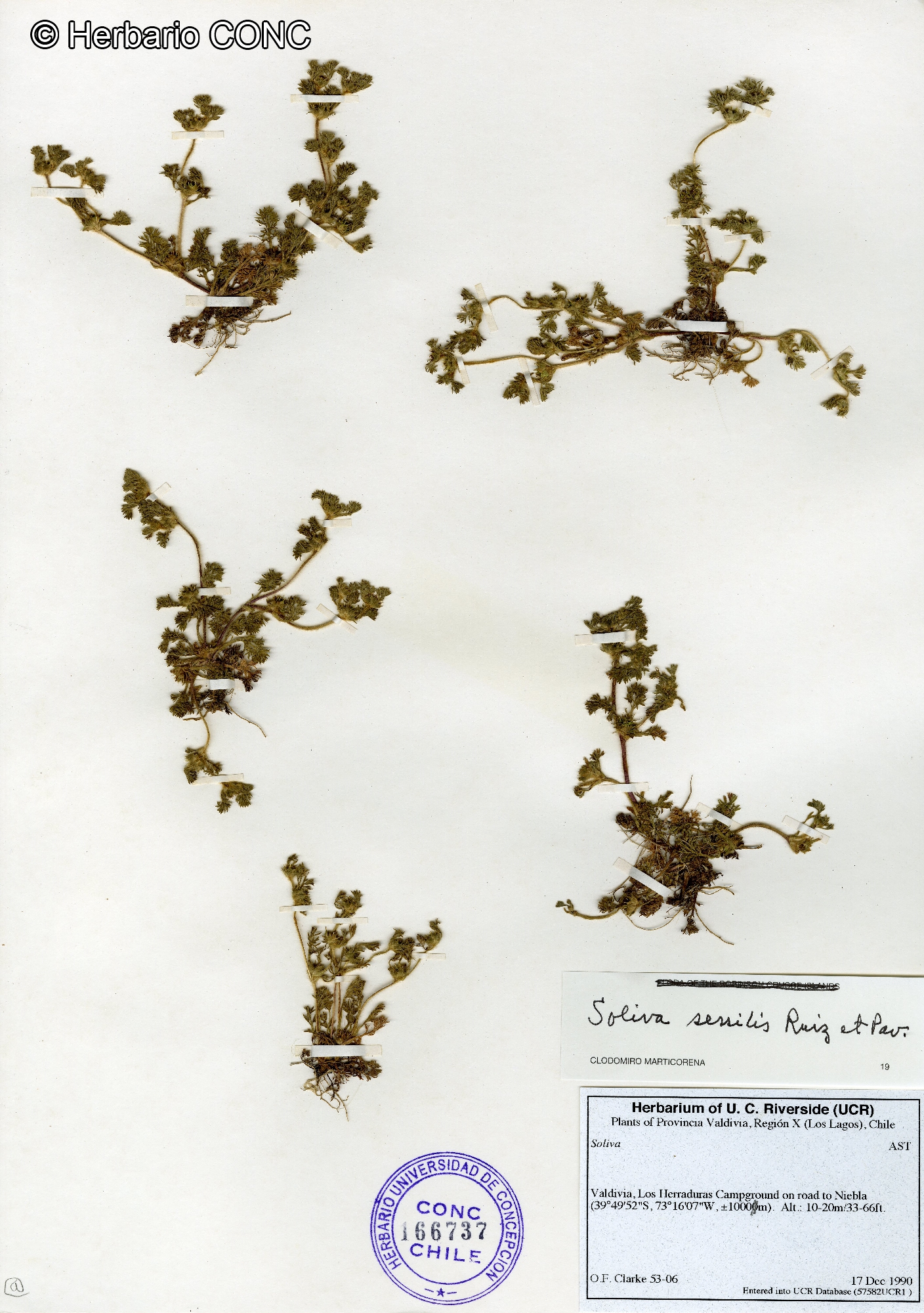 Soliva sessilis [Imagen de galería: 29204]
