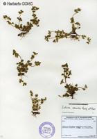 Soliva sessilis [Imagen de galería: 29204]
