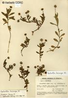 Spilanthes leiocarpa [Imagen de galería: 29205]