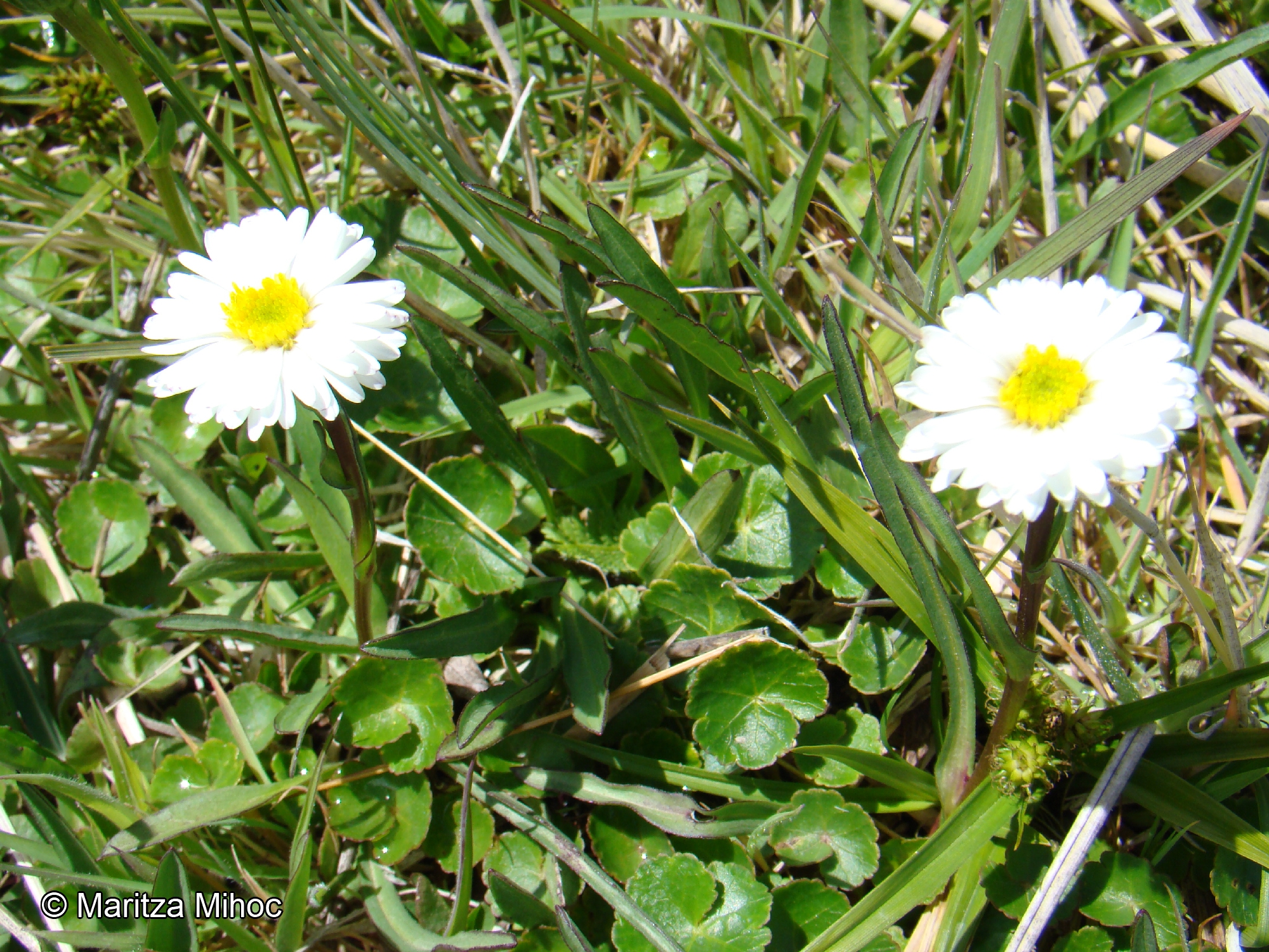 Symphyotrichum glabrifolium [Imagen de galería: 29209]