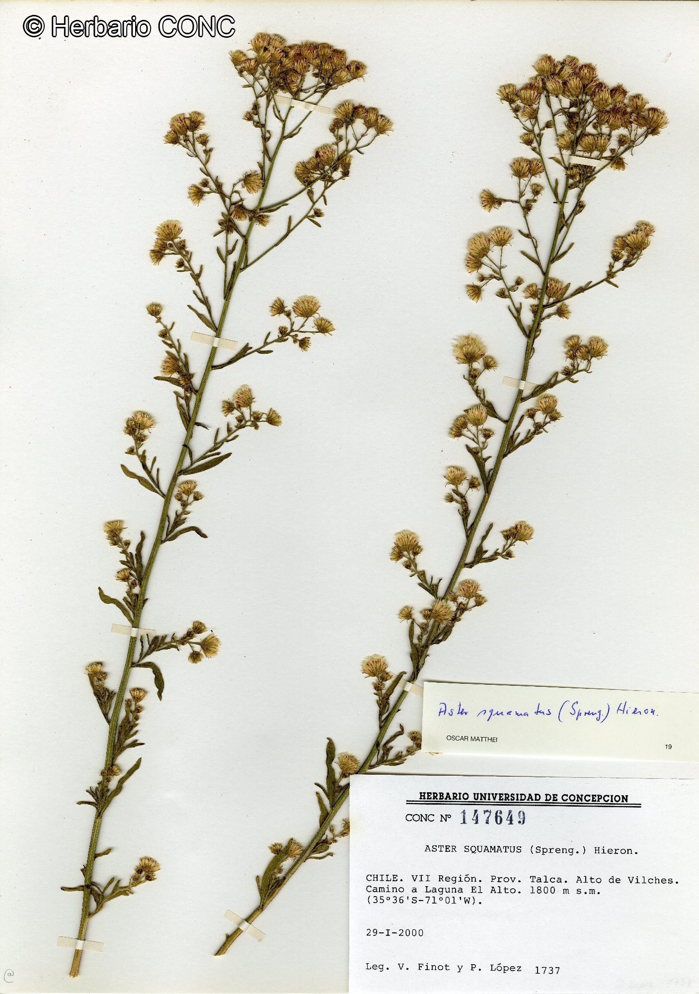 Symphyotrichum squamatum [Imagen de galería: 29210]