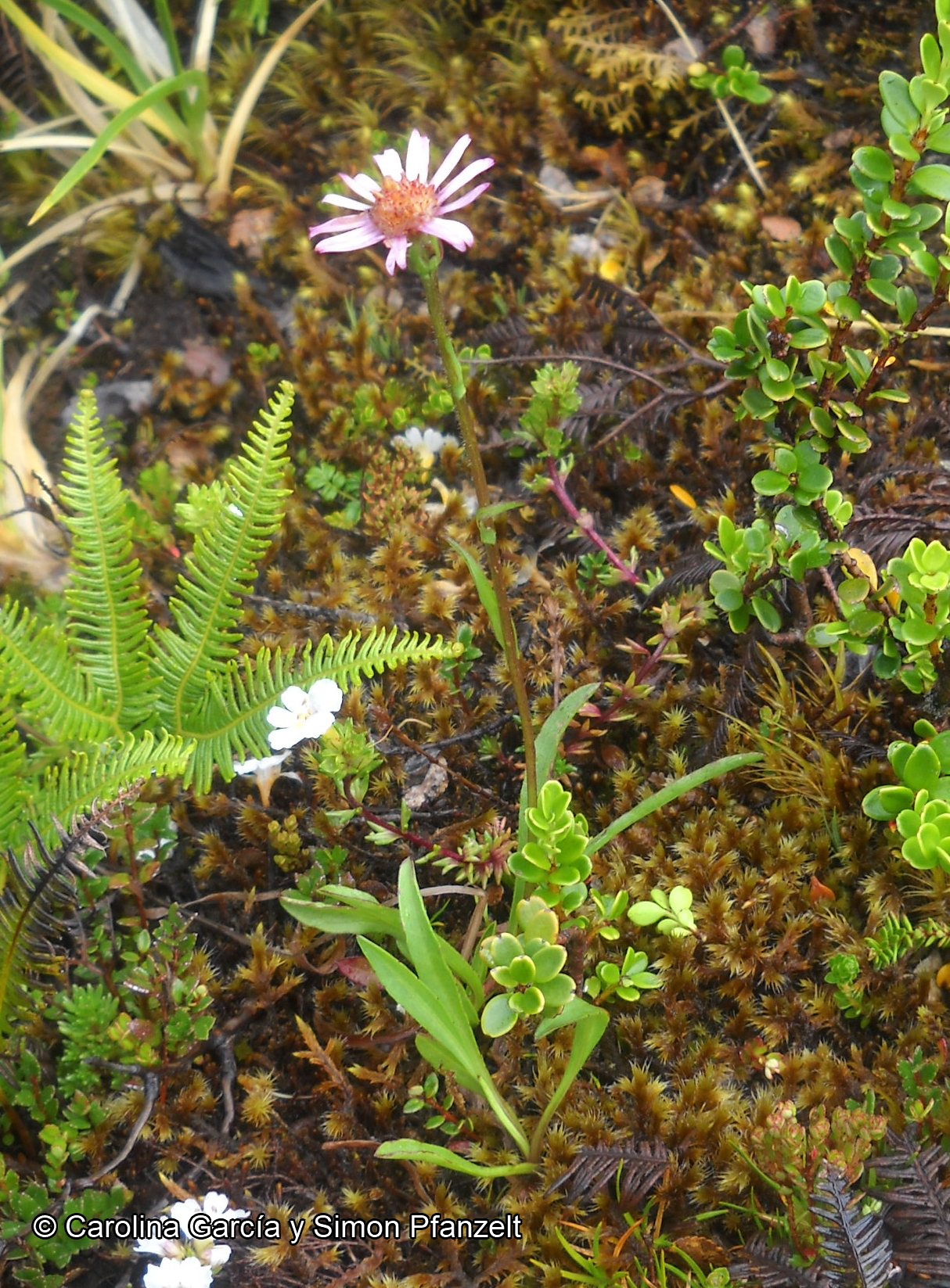 Symphyotrichum vahlii [Imagen de galería: 29211]
