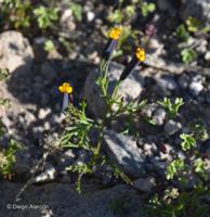 Tagetes multiflora [Imagen de galería: 29212]