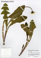 Taraxacum fernandezianum [Imagen de galería: 29215]