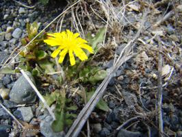 Taraxacum gilliesii [Imagen de galería: 29216]
