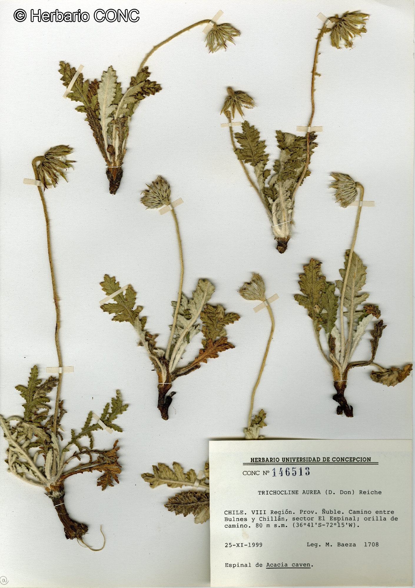 Trichocline aurea [Imagen de galería: 29219]