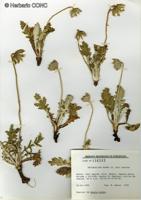 Trichocline aurea [Imagen de galería: 29219]