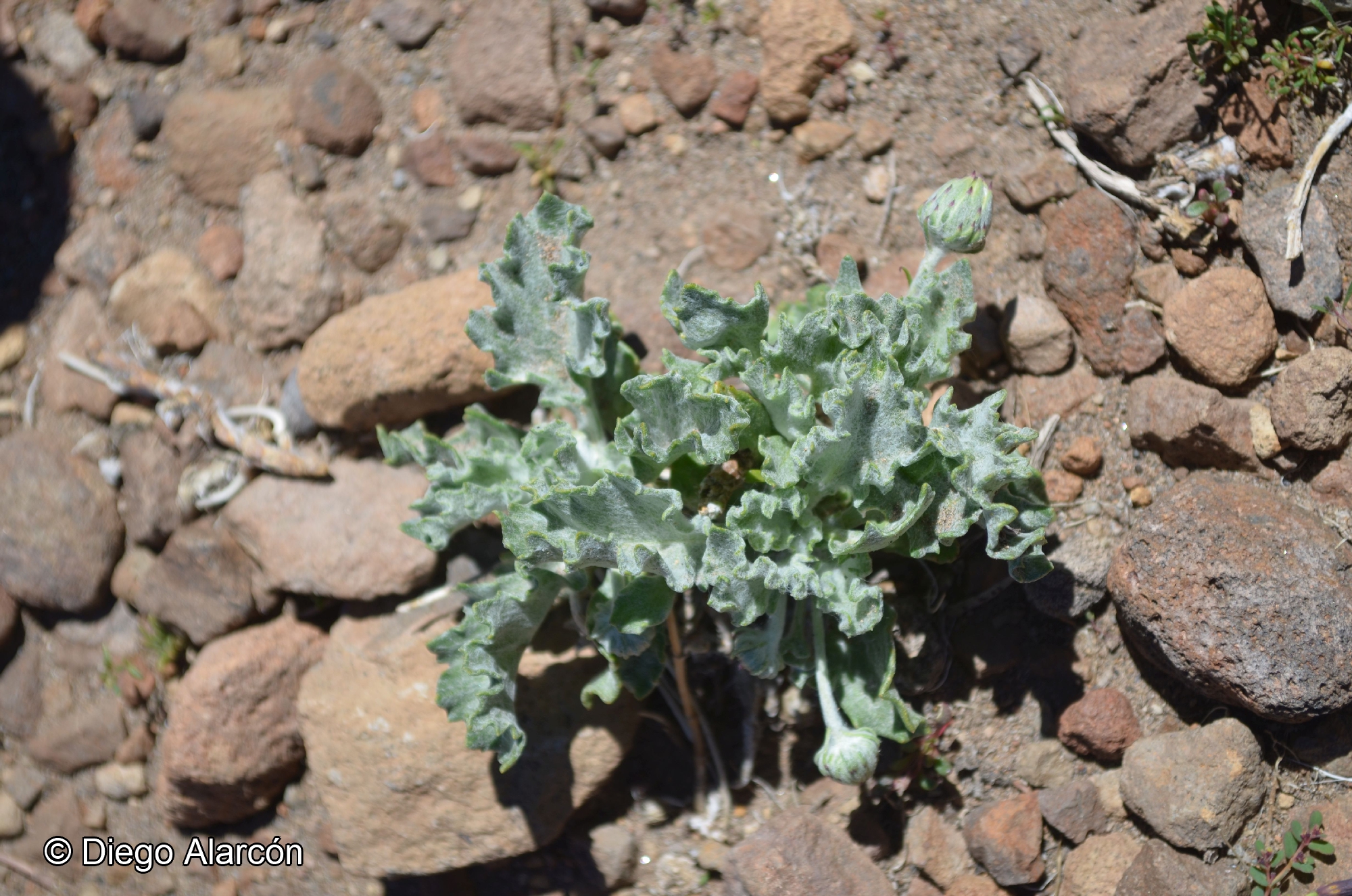 Trichocline caulescens [Imagen de galería: 29220]