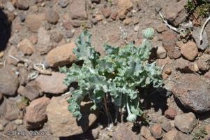 Trichocline caulescens [Imagen de galería: 29220]