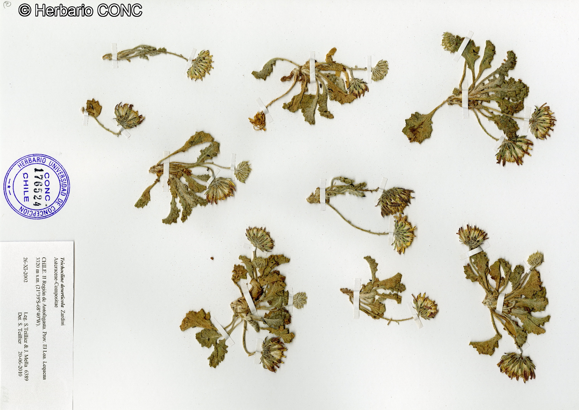 Trichocline deserticola [Imagen de galería: 29222]