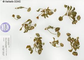 Trichocline deserticola [Imagen de galería: 29222]