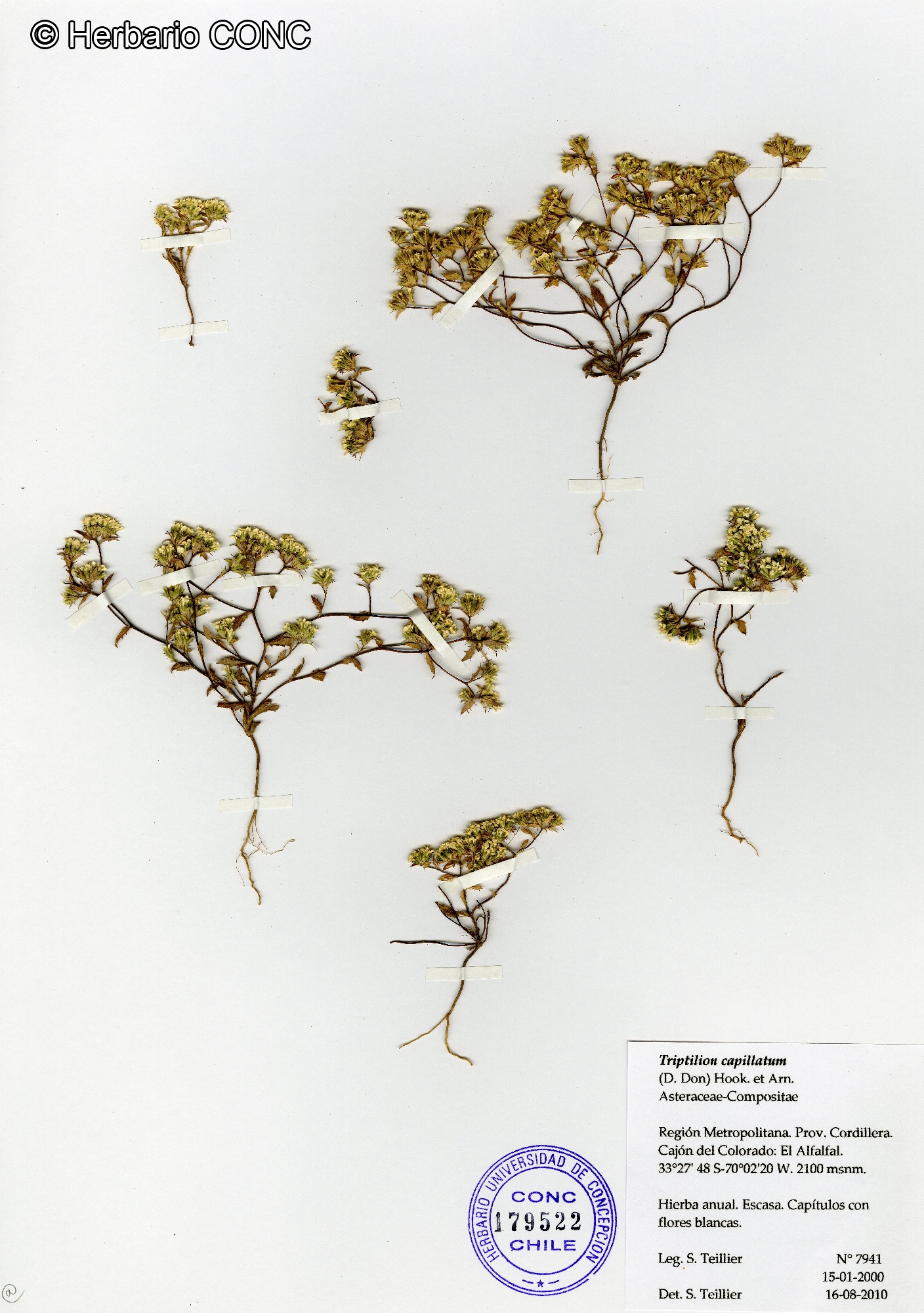 Triptilion capillatum [Imagen de galería: 29226]