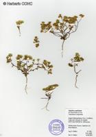 Triptilion capillatum [Imagen de galería: 29226]