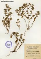 Triptilion cordifolium [Imagen de galería: 29227]